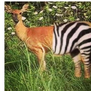 Meet your Posher, Elaine